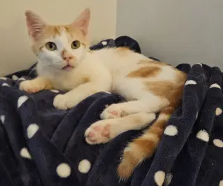 Milo
