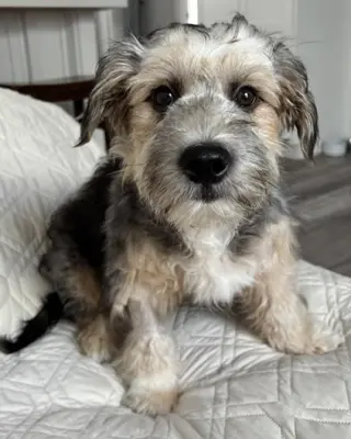Benji