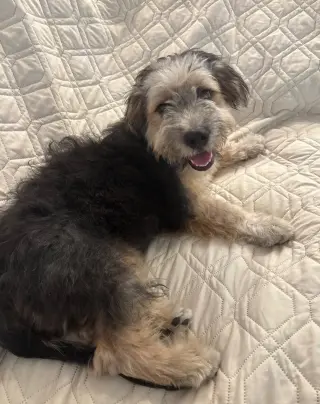 Benji