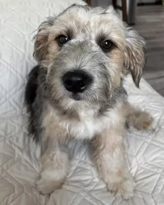 Benji