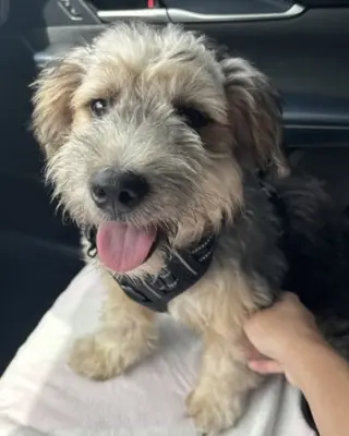 Benji