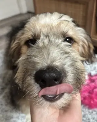 Benji