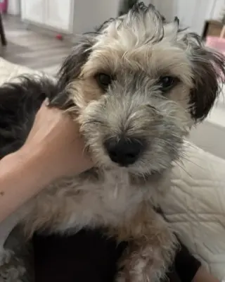 Benji
