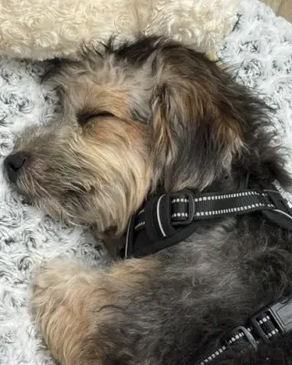Benji