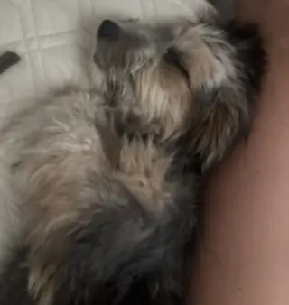 Benji