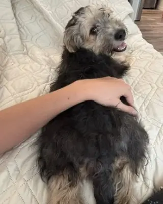 Benji