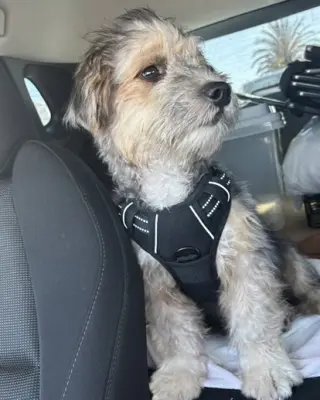 Benji