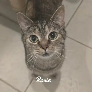 Rosie