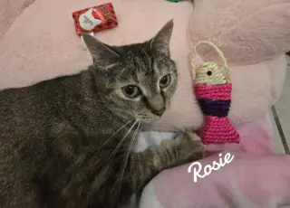 Rosie
