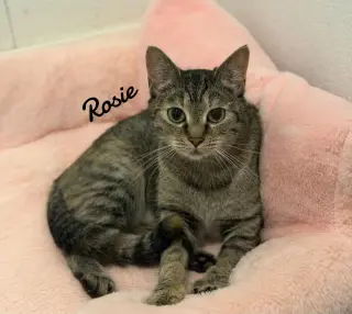 Rosie