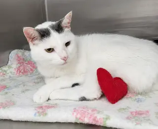 Suki