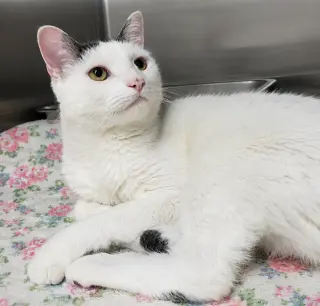 Suki