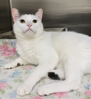 Suki
