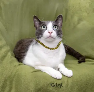 Gigi