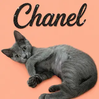 Chanel (FCID# 07/07/2026 - 14 Middletown PS) DC