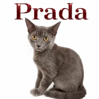 Prada (FCID# 07/07/2026 - 15 Middletown PS) DC