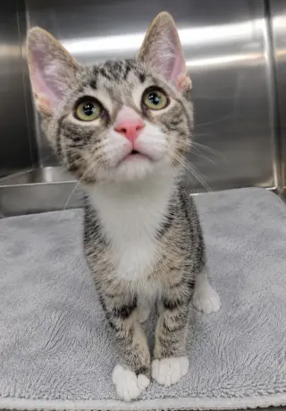 Kitten Hot Tub