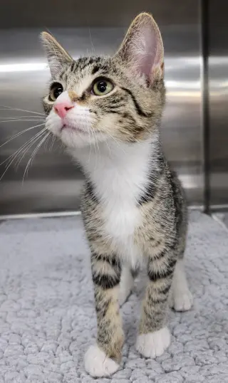 Kitten Hot Tub