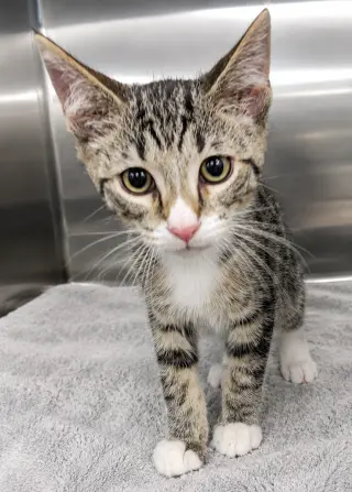Kitten Hot Tub