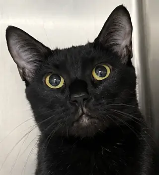 Fifi