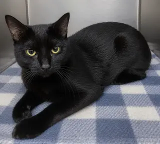 Fifi