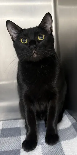 Fifi