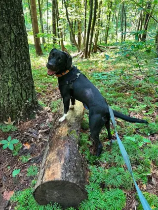 Juno