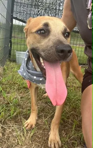 Simon