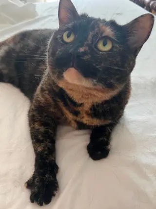 Nova (aka Susana Fontana Rosa)
