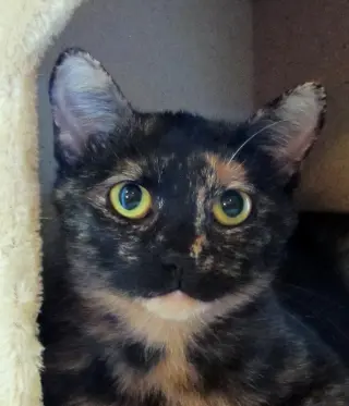 Nova (aka Susana Fontana Rosa)