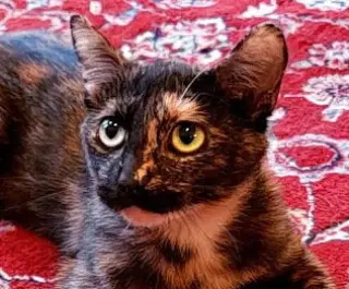 Nova (aka Susana Fontana Rosa)