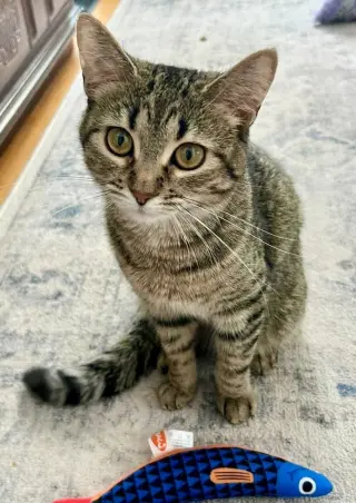 Alice