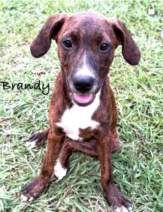 Brandy