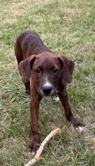 Brandy