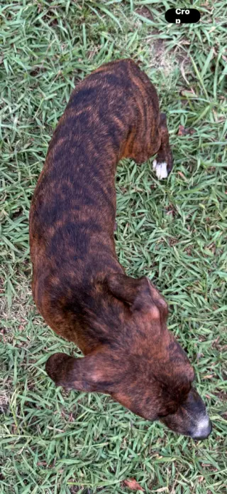 Brandy
