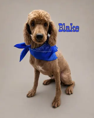 Blake