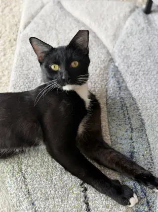 Nico