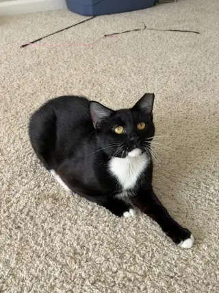 Nico
