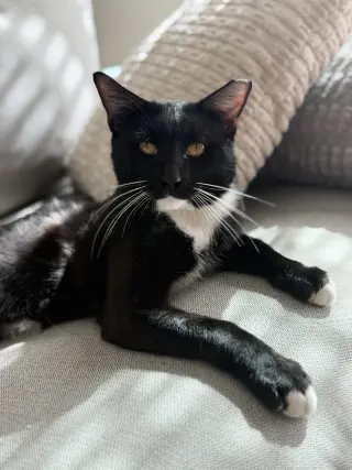 Nico