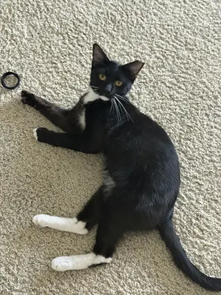Nico
