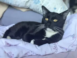 Nico