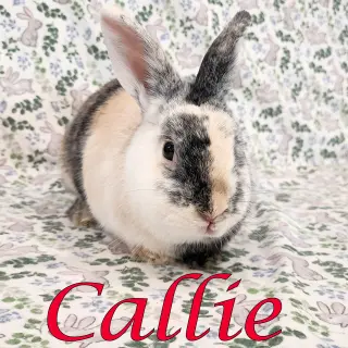 Callie