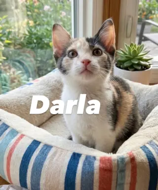 Darla