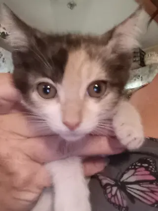 Darla