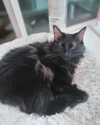 JASPER #1956 - Offered by Owner - Angora