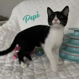 Pepe #brother-of-Peluchin