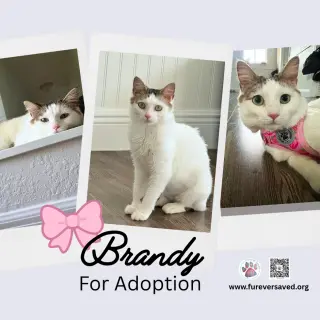 Brandy
