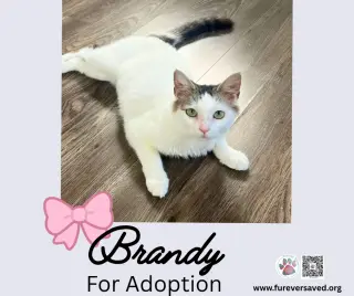 Brandy
