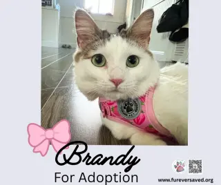 Brandy