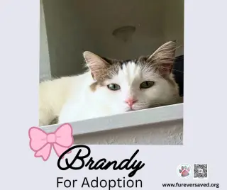 Brandy